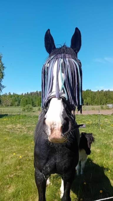 Stuga Gasstorp Hova Esterno foto